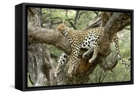 Leopard Resting in Tree-null-Framed Stretched Canvas