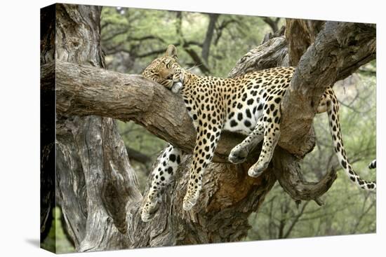 Leopard Resting in Tree-null-Stretched Canvas