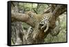 Leopard Resting in Tree-null-Framed Stretched Canvas