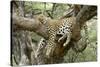 Leopard Resting in Tree-null-Stretched Canvas