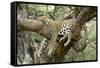 Leopard Resting in Tree-null-Framed Stretched Canvas