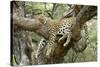 Leopard Resting in Tree-null-Stretched Canvas