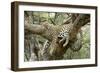 Leopard Resting in Tree-null-Framed Photographic Print