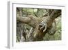 Leopard Resting in Tree-null-Framed Photographic Print