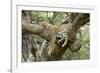 Leopard Resting in Tree-null-Framed Photographic Print