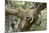 Leopard Resting in Tree-null-Mounted Photographic Print
