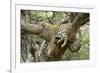 Leopard Resting in Tree-null-Framed Photographic Print