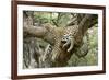 Leopard Resting in Tree-null-Framed Photographic Print