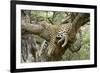 Leopard Resting in Tree-null-Framed Photographic Print