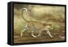 Leopard Running-null-Framed Stretched Canvas