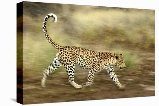 Leopard Running-null-Stretched Canvas