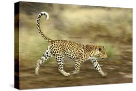 Leopard Running-null-Stretched Canvas