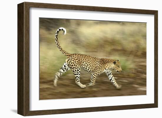 Leopard Running-null-Framed Photographic Print