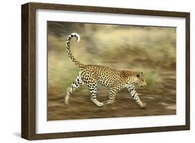 Leopard Running-null-Framed Photographic Print