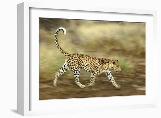 Leopard Running-null-Framed Photographic Print