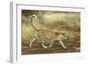 Leopard Running-null-Framed Photographic Print