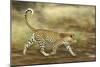 Leopard Running-null-Mounted Photographic Print