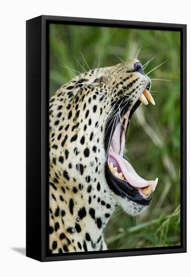 Leopard, Sabi Sabi Reserve, South Africa-Paul Souders-Framed Stretched Canvas