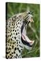 Leopard, Sabi Sabi Reserve, South Africa-Paul Souders-Stretched Canvas