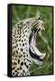 Leopard, Sabi Sabi Reserve, South Africa-Paul Souders-Framed Stretched Canvas