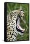 Leopard, Sabi Sabi Reserve, South Africa-Paul Souders-Framed Stretched Canvas