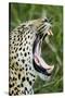 Leopard, Sabi Sabi Reserve, South Africa-Paul Souders-Stretched Canvas