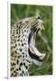 Leopard, Sabi Sabi Reserve, South Africa-Paul Souders-Framed Photographic Print