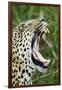 Leopard, Sabi Sabi Reserve, South Africa-Paul Souders-Framed Photographic Print