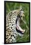 Leopard, Sabi Sabi Reserve, South Africa-Paul Souders-Framed Photographic Print