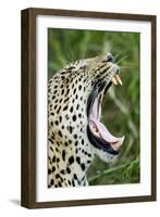 Leopard, Sabi Sabi Reserve, South Africa-Paul Souders-Framed Photographic Print