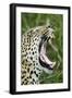 Leopard, Sabi Sabi Reserve, South Africa-Paul Souders-Framed Photographic Print