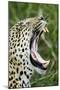 Leopard, Sabi Sabi Reserve, South Africa-Paul Souders-Mounted Photographic Print