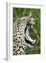 Leopard, Sabi Sabi Reserve, South Africa-Paul Souders-Framed Photographic Print