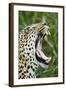 Leopard, Sabi Sabi Reserve, South Africa-Paul Souders-Framed Photographic Print