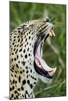 Leopard, Sabi Sabi Reserve, South Africa-Paul Souders-Mounted Photographic Print