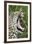 Leopard, Sabi Sabi Reserve, South Africa-Paul Souders-Framed Photographic Print