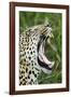 Leopard, Sabi Sabi Reserve, South Africa-Paul Souders-Framed Photographic Print