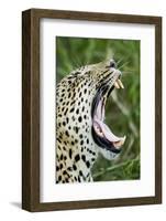 Leopard, Sabi Sabi Reserve, South Africa-Paul Souders-Framed Photographic Print