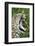 Leopard, Sabi Sabi Reserve, South Africa-Paul Souders-Framed Photographic Print