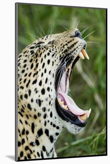 Leopard, Sabi Sabi Reserve, South Africa-Paul Souders-Mounted Photographic Print