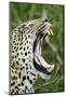 Leopard, Sabi Sabi Reserve, South Africa-Paul Souders-Mounted Photographic Print