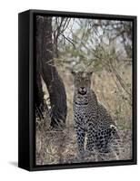 Leopard, Samburu National Reserve, Kenya, East Africa, Africa-James Hager-Framed Stretched Canvas