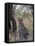 Leopard, Samburu National Reserve, Kenya, East Africa, Africa-James Hager-Framed Stretched Canvas