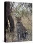 Leopard, Samburu National Reserve, Kenya, East Africa, Africa-James Hager-Stretched Canvas