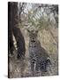 Leopard, Samburu National Reserve, Kenya, East Africa, Africa-James Hager-Stretched Canvas