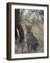 Leopard, Samburu National Reserve, Kenya, East Africa, Africa-James Hager-Framed Photographic Print