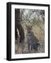 Leopard, Samburu National Reserve, Kenya, East Africa, Africa-James Hager-Framed Photographic Print
