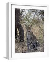 Leopard, Samburu National Reserve, Kenya, East Africa, Africa-James Hager-Framed Photographic Print