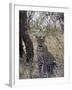 Leopard, Samburu National Reserve, Kenya, East Africa, Africa-James Hager-Framed Photographic Print