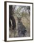 Leopard, Samburu National Reserve, Kenya, East Africa, Africa-James Hager-Framed Photographic Print